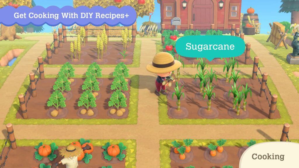 Animal Crossing 2.0: How to Get Sugarcane