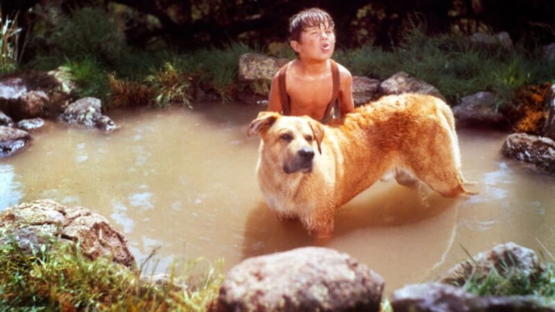 Old yeller has been known as one of the saddest movies ever