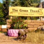 Green Thumb Event in Goat Simulator 3