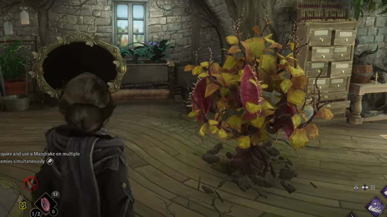 How to get a Mandrake in Hogwarts Legacy