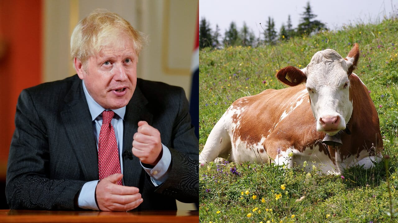 Boris Johnson, cows. Boris Johnson is committed to drawing cows after being forced from office.