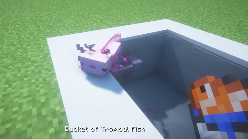 Giving Axolotls a Bucket of Tropical Fish to eat in Minecraft