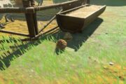 How To Get Hylian Pine Cones in Zelda Tears of the Kingdom