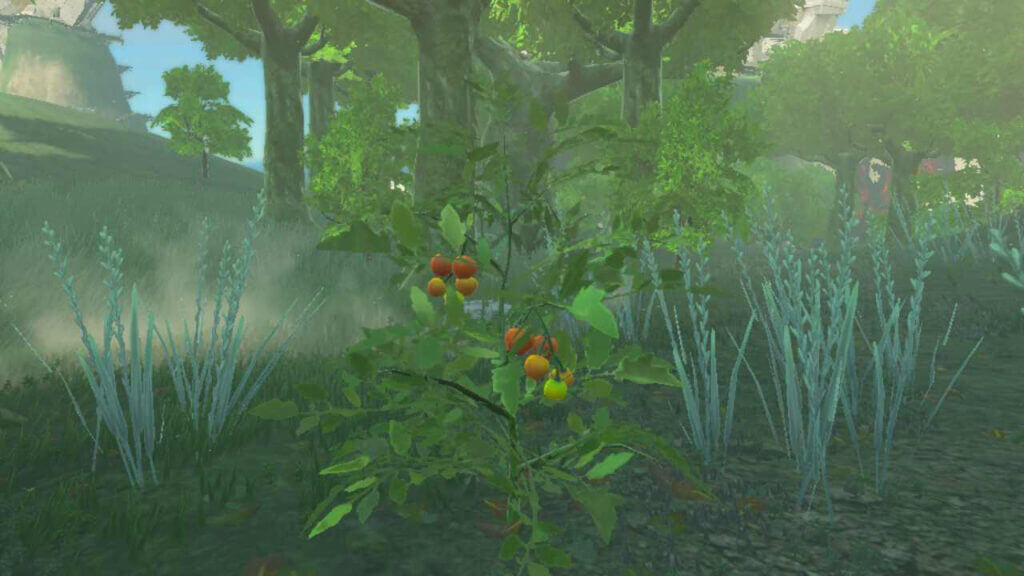 Where to find Hylian Tomatoes in Tears of the Kingdom