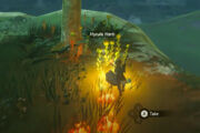 How To Get Hyrule Herbs in Zelda Tears of the Kingdom