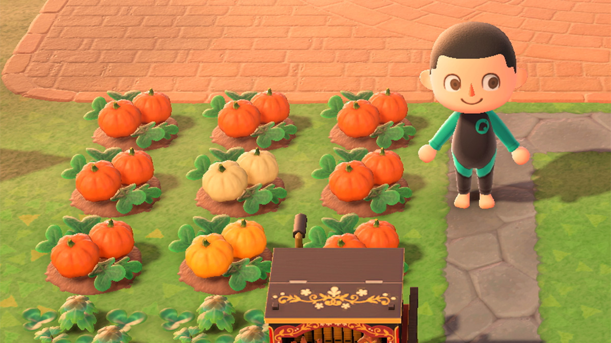 Animal Crossing New Horizons Pumpkin Patch