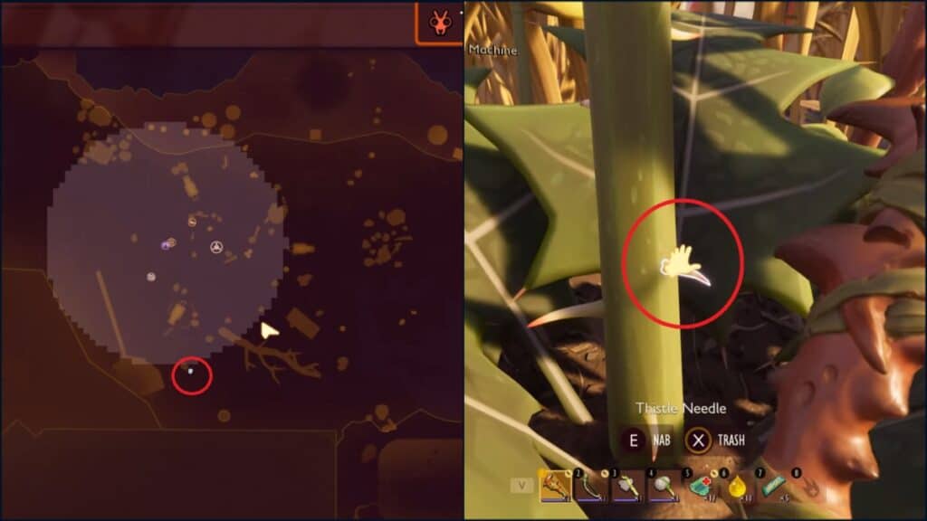 A Thistle Needle and the map location where you can find it in Grounded